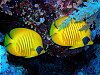 A pair of Golden Butterflyfish