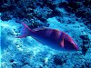 A cheery wrasse of some kind