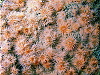 Much of the surface of wrecks is covered with small anemones. From a distance without a torch they don't show up much.