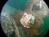 Binnacle? of some sort towards front of conning tower