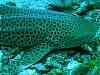 Sleeping leopard shark