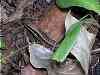 A small skink