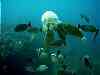 Rabbit and file fish tuck into an unlucky jellyfish