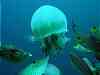 Rabbit and file fish tuck into an unlucky jellyfish