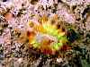 Firey cup coral