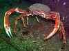 This crab seemed to think standing up straight would scare us off