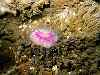 Like neon sweets they dot the rocks