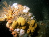Large flask sponges