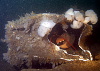 Ready boxed lobster (big)