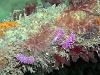 Flabbelina nudibranches were numerous but very small
