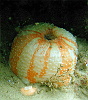 Diving at Weybourne is usually a piece of cake