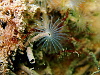 The whole place was covered in tiny fan worms