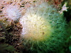 The polyps of this little soft coral colony are each like a tiny, glassy amenone