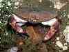 This guilty looking crab has been surprised whilst eating a block of fudge.