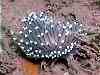 One of those Janolus slugs again