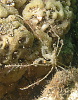 I've never seen so many spidery decorator crabs