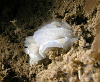 We hadn't seen these Goniodoris Nodosa slugs before, smaller and less colourful than the other types