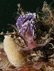 Like a large Flabellina, this is a Facelina Auriculata (probably) cool eh?