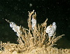Nudibranch eggs (the white bits) a sure sign they are nearby