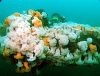 If you look carefully you can see Dawn - behind the anemone covered prop shaft