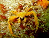 Happy decorator spider crab - guarding its lighbulb squirts