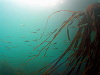 Kelp! Call that kelp?