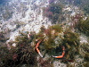 There were loads of spider crabs under the pier