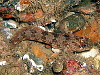 Tompot Blenny