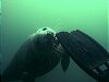 Another seal tastes Paul's fin - David's
