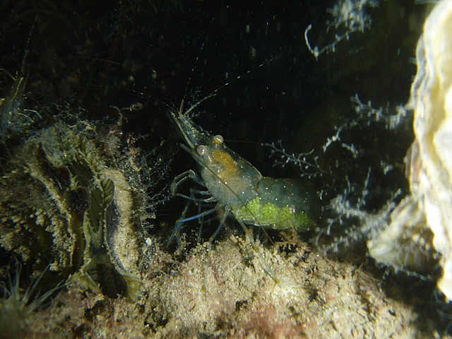 P5224243.JPG